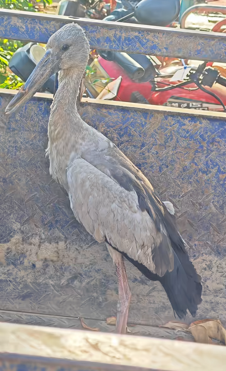 大鸟受伤被民众救助 以为是普通野鸟:一查竟是比熊猫还罕见的“国宝”